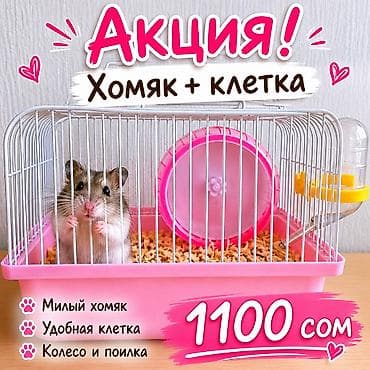 клетка для хомячка: 🐹 ХОМЯК + КЛЕТКА ВСЕГО ЗА 1100 СОМ! 🔥 Нереально низкая цена — всё — 1