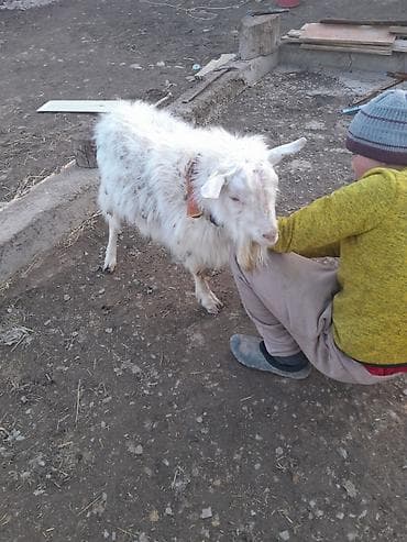 гуси: Продаю | Овца (самка) | Для разведения — 4