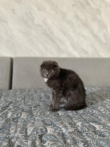 ош кошка: Скотиш Фолд (Шотландская вислоухая), 4 месяца, Девочка, Серый, Приучена к лотку — 3