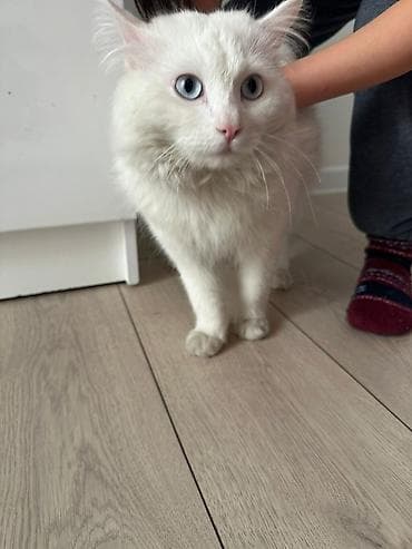 1 мальчик 2 котенка оригинал: Ангорская, 1 год, Мальчик, Белый, Кастрирована — 10