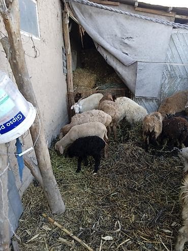 ечки кой: Продаю | Ягненок | Полукровка | Для разведения — 5