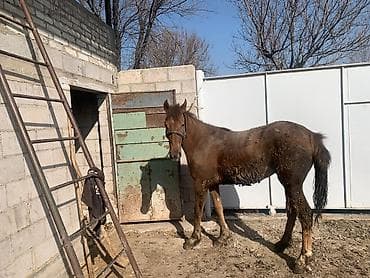 коны: Продаю | Кобыла (самка) | Конный спорт — 8