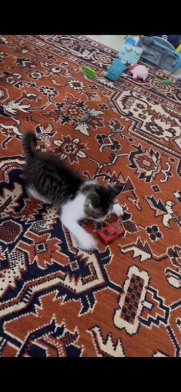 уй сатып алам бишкек: 1 айлык, Эркек, Лотокко барууга үйрөтүлгөн — 2