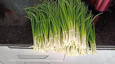 белая горчица: Лук на перо из репки — выращивание и готовая продукция - Посадочный — 3