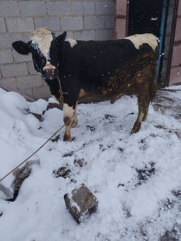 где можно купить кошку в бишкеке: Продаю | Бык (самец) | Для разведения, На забой, На откорм | Привязанные — 1