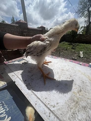 домашние птицы: Продаю | Цыплята | Домашняя | На забой — 3