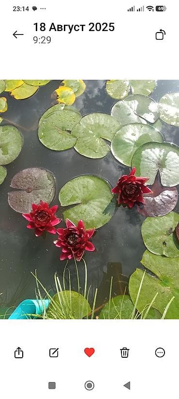 Нимфея (водяная лилия) с темно‑бордовыми/рубиновыми цветками для пруда