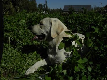сколько стоит собака золотистый ретривер: Лабрадор-ретривер, 6 месяцев, Самец, С прививкой — 4