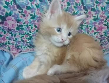 прикормка: Мейн-кун, 1 месяц, Мальчик, Рыжий — 1