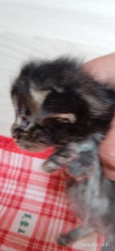 кошка арча бешик: Мейн-Куны 🥰🥰🥰 Предлагаются к брони котята Рысята ❤️ — 7