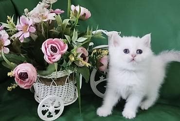 коша: Белоснежный котёнок с короткими лапками и пушистой шерстью. Порода — 8