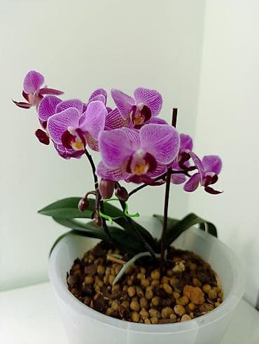 немецкая обувь бишкек фото: Фаленопсис в горшкена всех вото 4 горшочных цветка. каждое растение по — 3