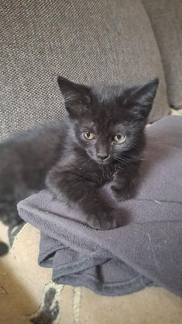 Ветеринар кызматы: Скотиш Страйт (Шотландиялык тик кулактуу), 2 айлык, Эркек, Кара, Лотокко барууга үйрөтүлгөн — 3