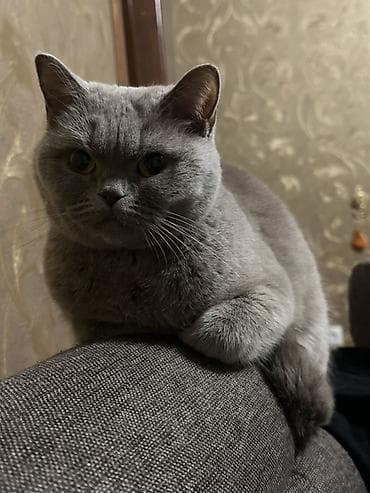 кот на случку: Отдам в хорошие руки — 1