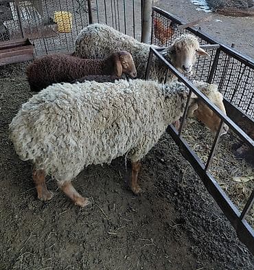 животных: Продаю | Овца (самка) | Для разведения — 5