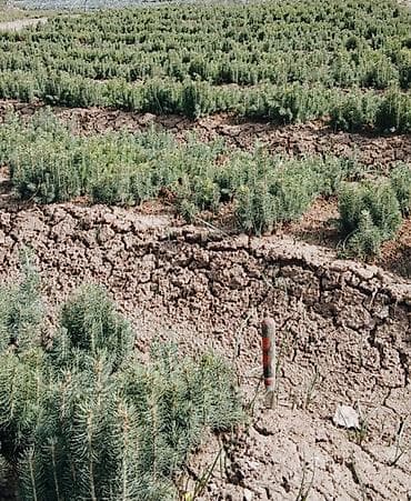 Сеянцы голубых елей Тянь Шанский ель крымский сосна .Сеянцы