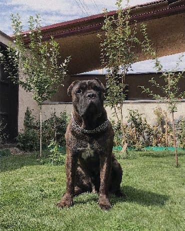 собака домашняя: Вязка: Кане-корсо, Самец, Более 5 лет, С родословной — 7