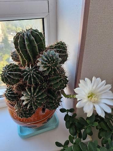 Цветёт 2 р в год