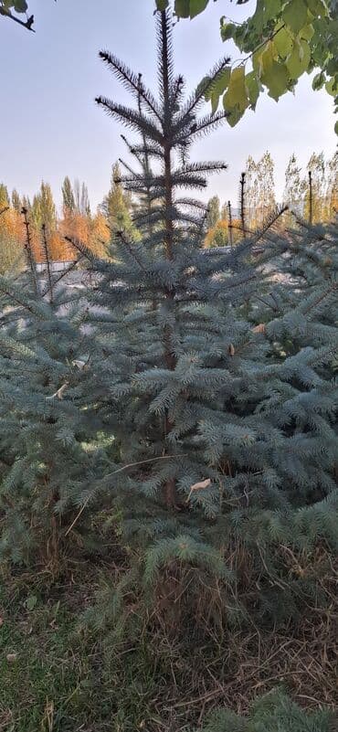 аэратор для газона: Саженцы деревьев: Ели — 5