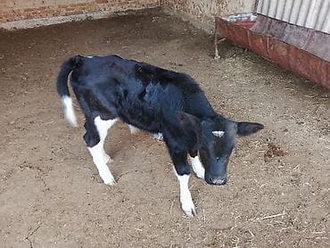 Продаю | Бык (самец) | На откорм | Искусственник