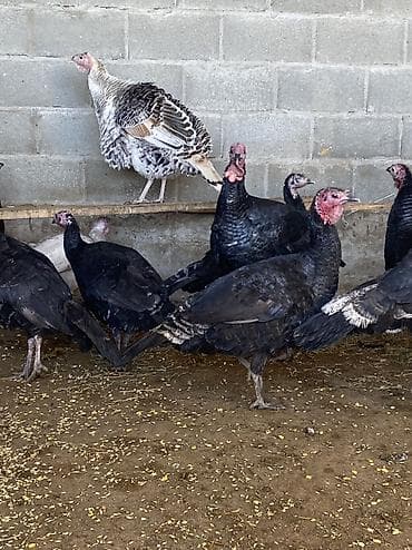 черепахи живые: Продаю | Индюк (самец), Индюшата | Полукровка, Черный принц | На забой, Для разведения | Племенные — 2