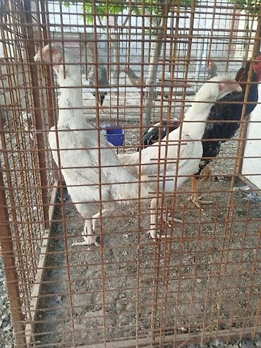 же алмашам: Сатам | Тооктор — 3