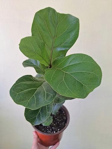 Фикус лирата (Ficus lyrata), молодое растение в горшке. - Высота