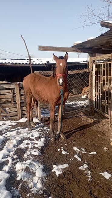 Продаю | Жеребенок | Для разведения