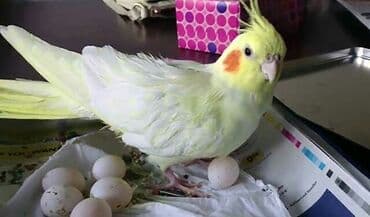 купить инкубационное яйцо в бишкеке: Попугай карелла Абдрахманова 315 — 5