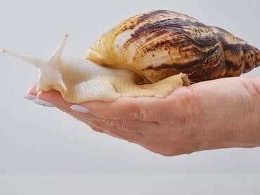 террариум для черепахи сухопутной купить: Улитки Ахатины. возраст 1-год — 1