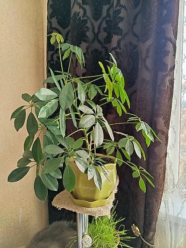 бөлмө гүлдөрү: Предлагаются различные комнатные растения для создания уюта и свежести — 6