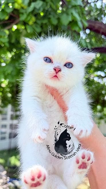 бенгальские кошки: Британская короткошёрстная, 1 месяц, Девочка, Серебристая шиншилла, Приучена к лотку, Проглистована, С документами — 9