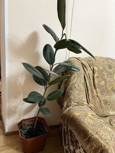 фикус каучуковый: Фикус эластика (каучуконосный), крупномер в напольном горшке. - — 3