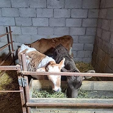 кулун животное: Продаю | Музоо, торпок | Швицкая, Симментальская, Айрширская | Для разведения, Для молока | Племенные, Искусственник — 2