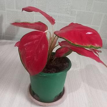 Бөлмө өсүмдүктөрү: Комнатные растения за все 4 1500 - Калатея (маранта леопардовая) — 3