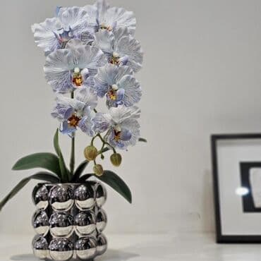 инструмент для огорода: Орхидеи фаленопсис — коллекционные сорта с эффектной окраской цветов — 5