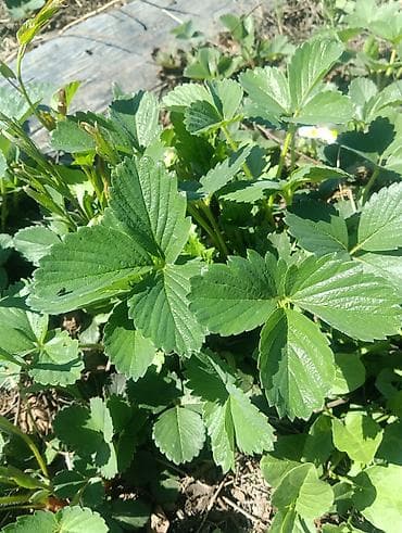 алоэ растение: Рассада садовой земляники (клубники) - Сильные розетки с хорошо — 1