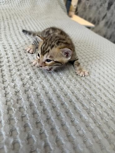 где можно взять кошку: Бенгальские котята (помёт от чистокровной бенгальской кошки) Готовы к — 6