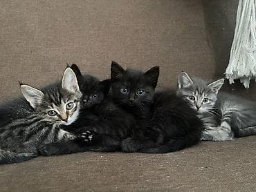 Котята в добрые и ответственные руки!!! Описание: - Возраст на фото at lalafo.kg Котята в добрые и ответственные руки!!! Описание: - Возраст на фото