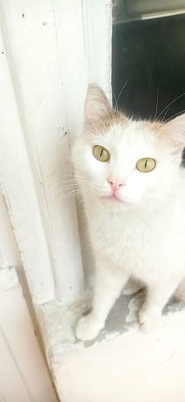 немецкий овчарка щенок: Котята из приюта ищут дом и семью, от блох и глистов обработаны, к — 5