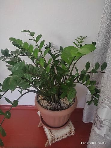 цветы уличные: Комнатные растения в горшках: 1) Диффенбахия (размер крупный) - — 5