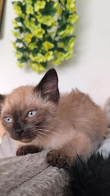 котята сиамские: ПРИЮТ КОТЯТА КОШКИ Возраст примерно 1,5-2месяца — уже самостоятельно — 3