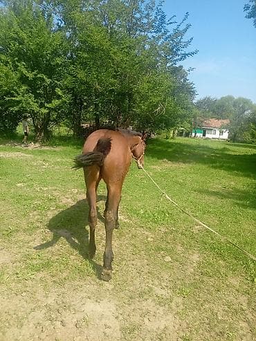 козу сатылат бишкек: Сатам | Тай | Көбөйтүү үчүн — 3