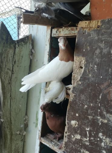 Услуги ветеринара: Пара нават сатылат адрес Талас отправка бар — 1