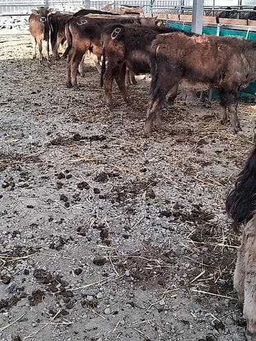 тай полукровка: Продаю | Бык (самец) | Полукровка | На откорм | Привязанные — 6