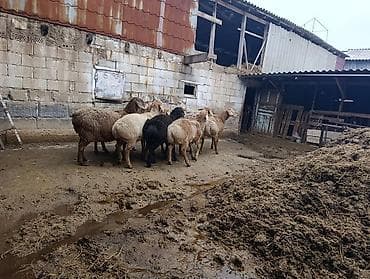 курдючные бараны: Продаю | Баран (самец) | Полукровка | Для разведения | Осеменитель — 2