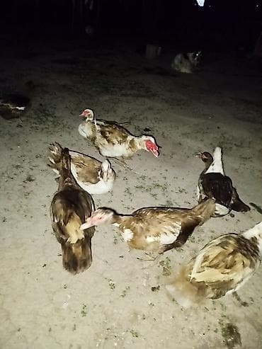 продажа утят: Мускусные утки (индоутки) и инкубационные яйца - Порода Яйцо — 3