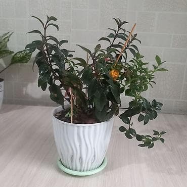 Бөлмө өсүмдүктөрү: Комнатные растения за все 4 1500 - Калатея (маранта леопардовая) — 5