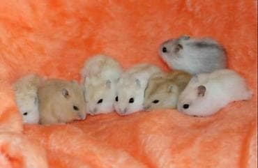 куплю хомяка с клеткой: В продаже хомячки джунгарские, красивых окрасов. Домашние, ручные — 2