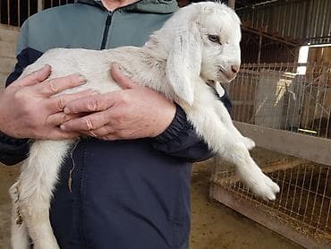 карликовая коза: Продаю козлика битало-нубиец5 дней Теке улак сатылат — 1